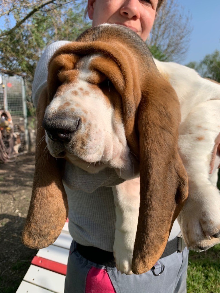 du berceau de bfamily - Basset Hound - Portée née le 05/12/2019