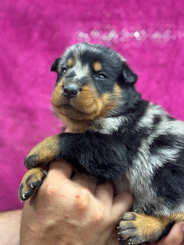 du berceau de bfamily - Chiots disponibles - Berger de Beauce