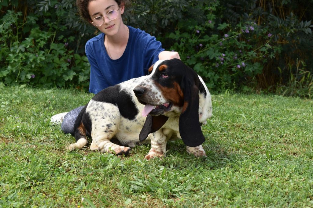 du berceau de bfamily - Basset Hound - Portée née le 26/11/2022