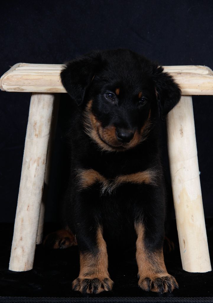 du berceau de bfamily - Berger de Beauce - Portée née le 14/01/2018