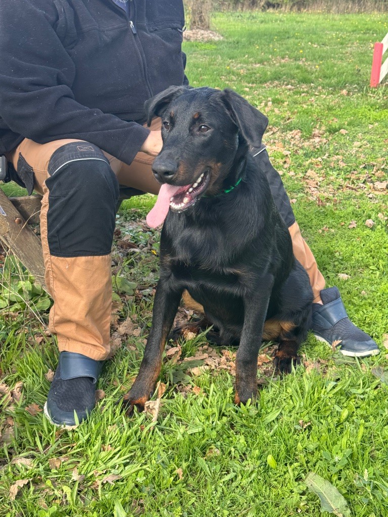 du berceau de bfamily - Chiots disponibles - Berger de Beauce