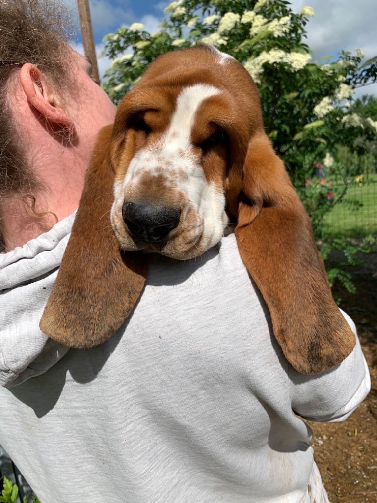 du berceau de bfamily - Basset Hound - Portée née le 21/12/2019