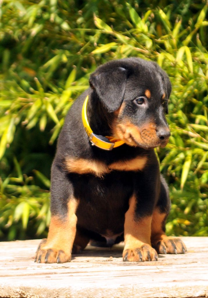 du berceau de bfamily - Berger de Beauce - Portée née le 13/02/2019