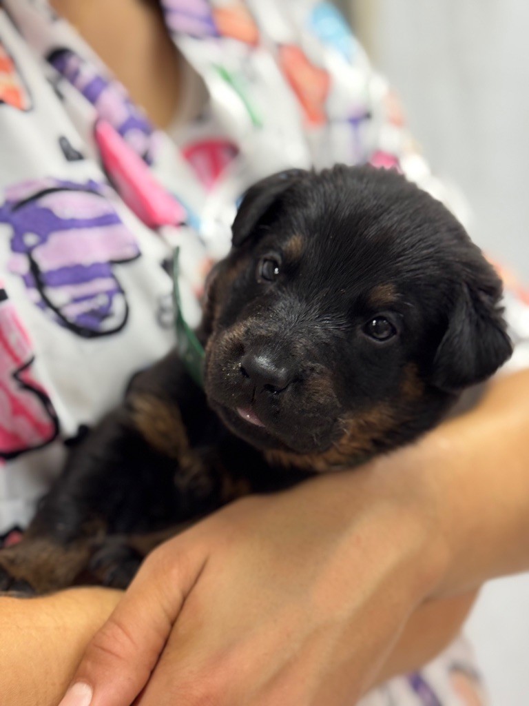 du berceau de bfamily - Chiots disponibles - Berger de Beauce