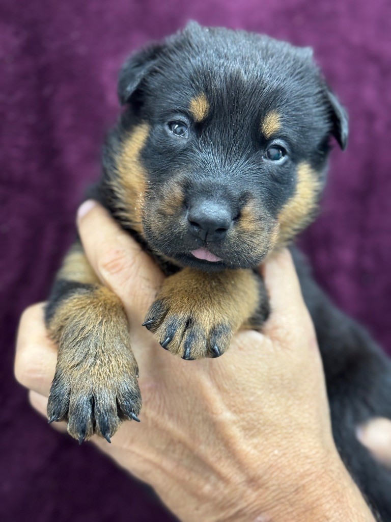 du berceau de bfamily - Chiots disponibles - Berger de Beauce