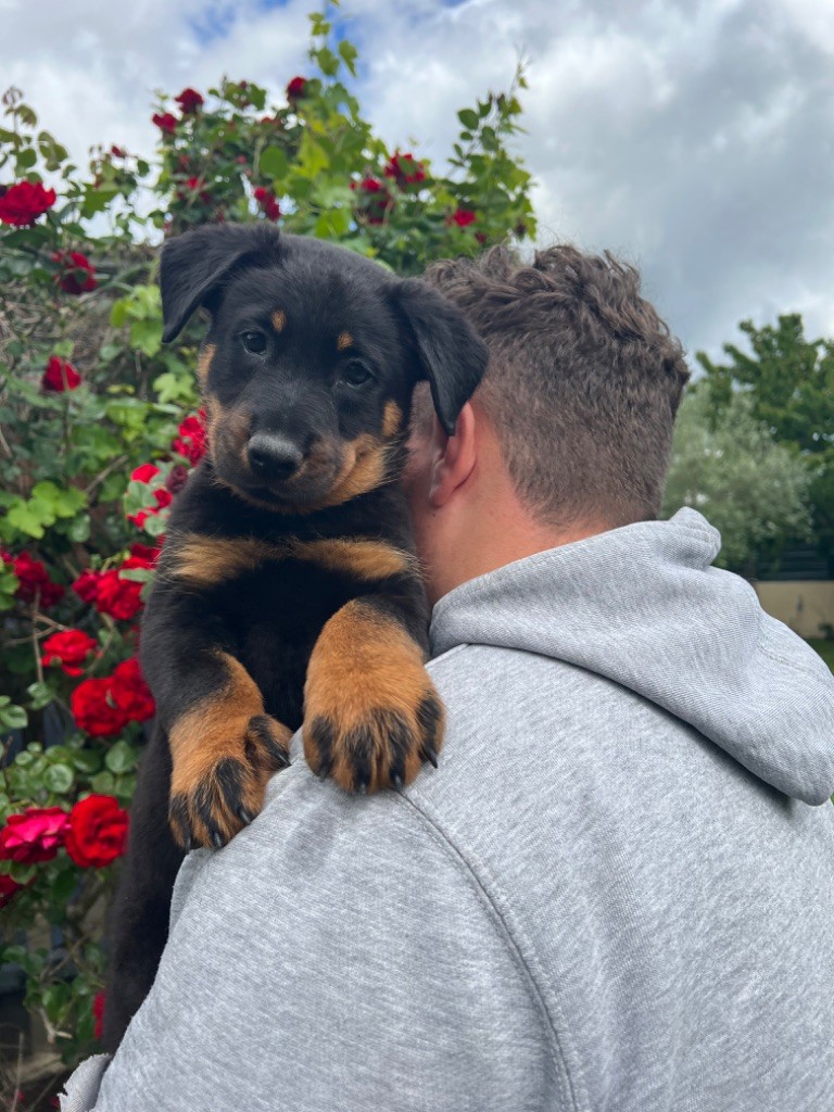 du berceau de bfamily - Berger de Beauce - Portée née le 21/03/2023