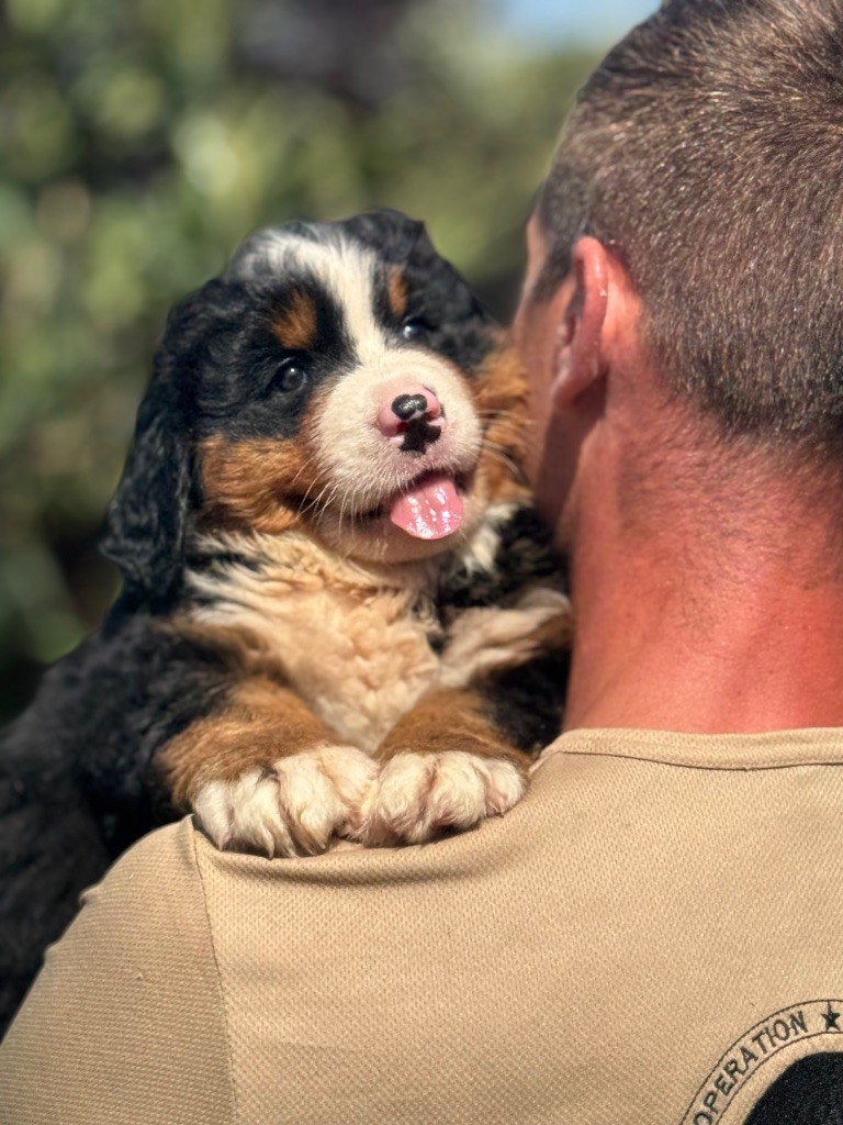 du berceau de bfamily - Chiots disponibles - Bouvier Bernois