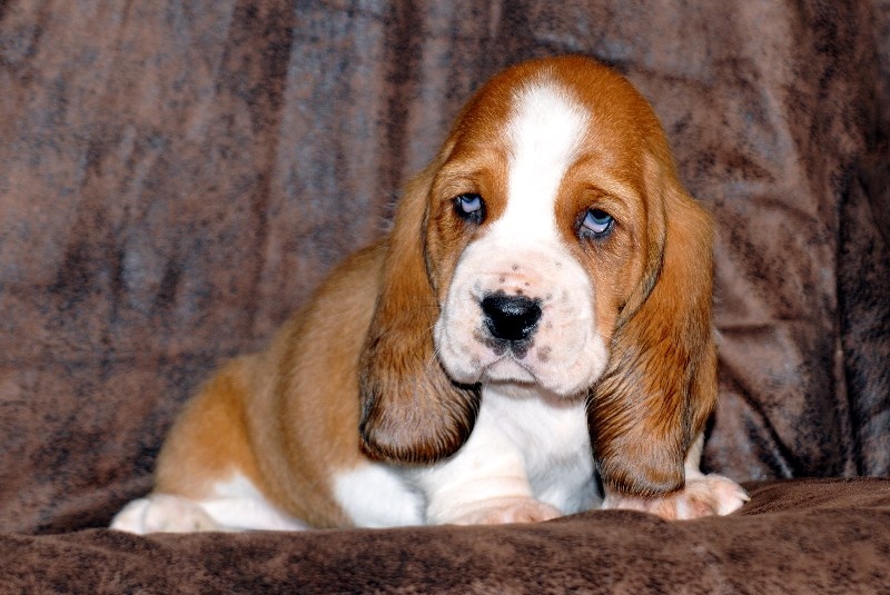 du berceau de bfamily - Basset Hound - Portée née le 08/12/2013