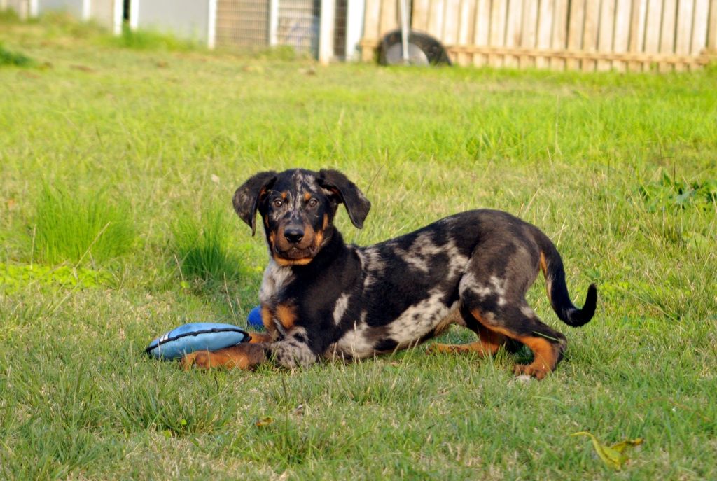 du berceau de bfamily - Berger de Beauce - Portée née le 04/08/2018
