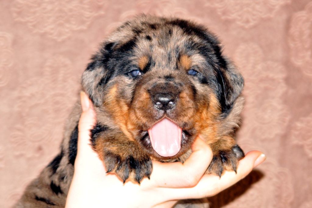 du berceau de bfamily - Berger de Beauce - Portée née le 24/11/2019