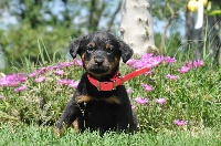 LADY-DOG noire et feu