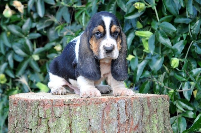 du berceau de bfamily - Basset Hound - Portée née le 13/06/2016