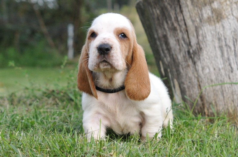 du berceau de bfamily - Basset Hound - Portée née le 27/08/2013