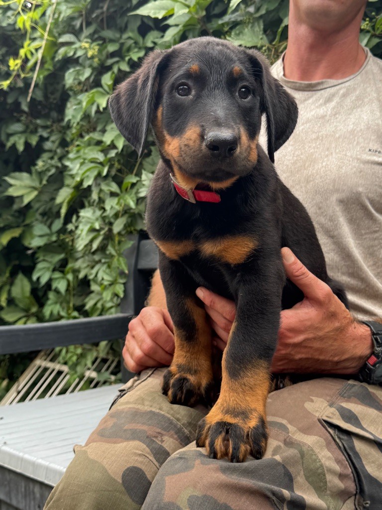 du berceau de bfamily - Chiots disponibles - Berger de Beauce
