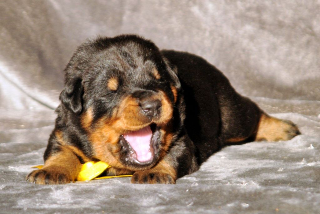 du berceau de bfamily - Berger de Beauce - Portée née le 06/11/2018