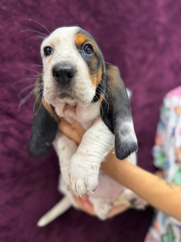 du berceau de bfamily - Chiots disponibles - Basset Hound
