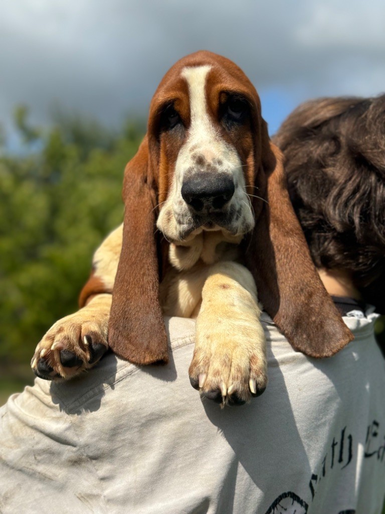 du berceau de bfamily - Basset Hound - Portée née le 03/03/2024