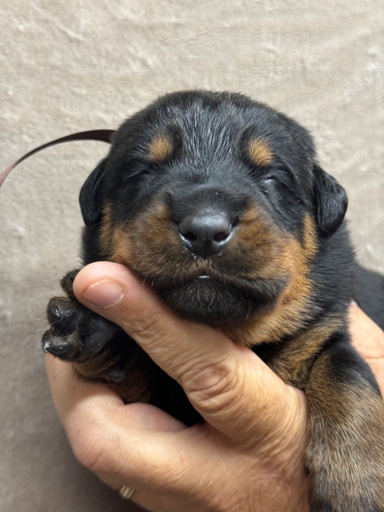 du berceau de bfamily - Berger de Beauce - Portée née le 12/08/2024