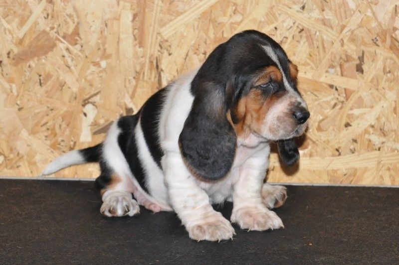 du berceau de bfamily - Basset Hound - Portée née le 10/11/2016