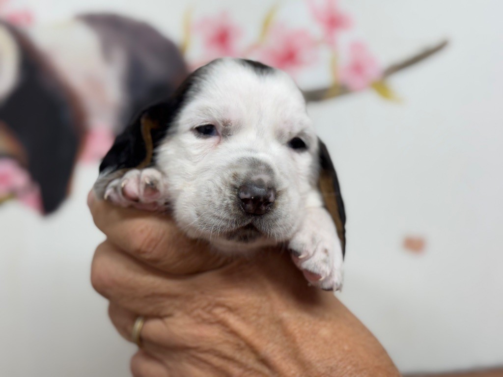 du berceau de bfamily - Chiots disponibles - Basset Hound
