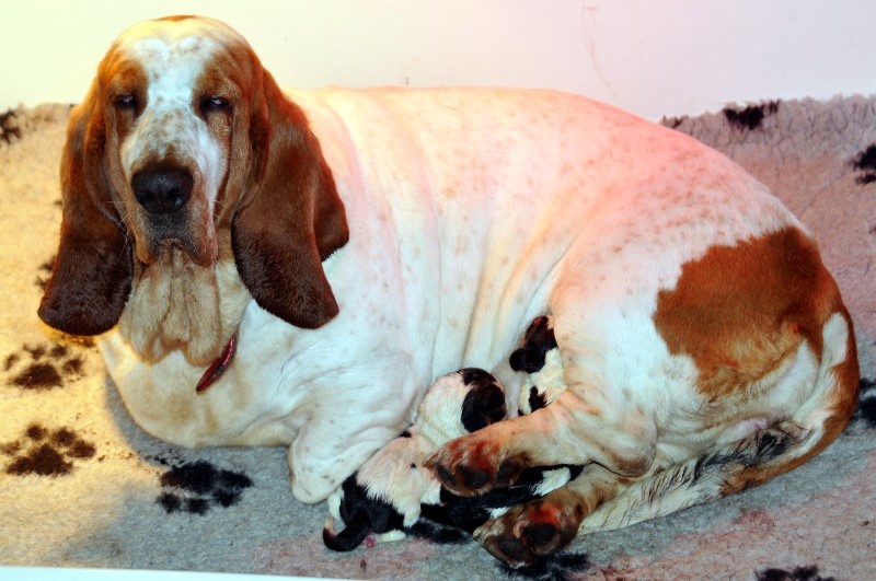 Chiot Basset Hound du berceau de bfamily