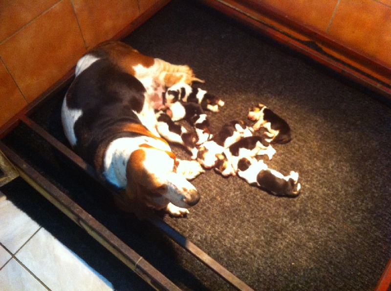 Chiot Basset Hound du berceau de bfamily