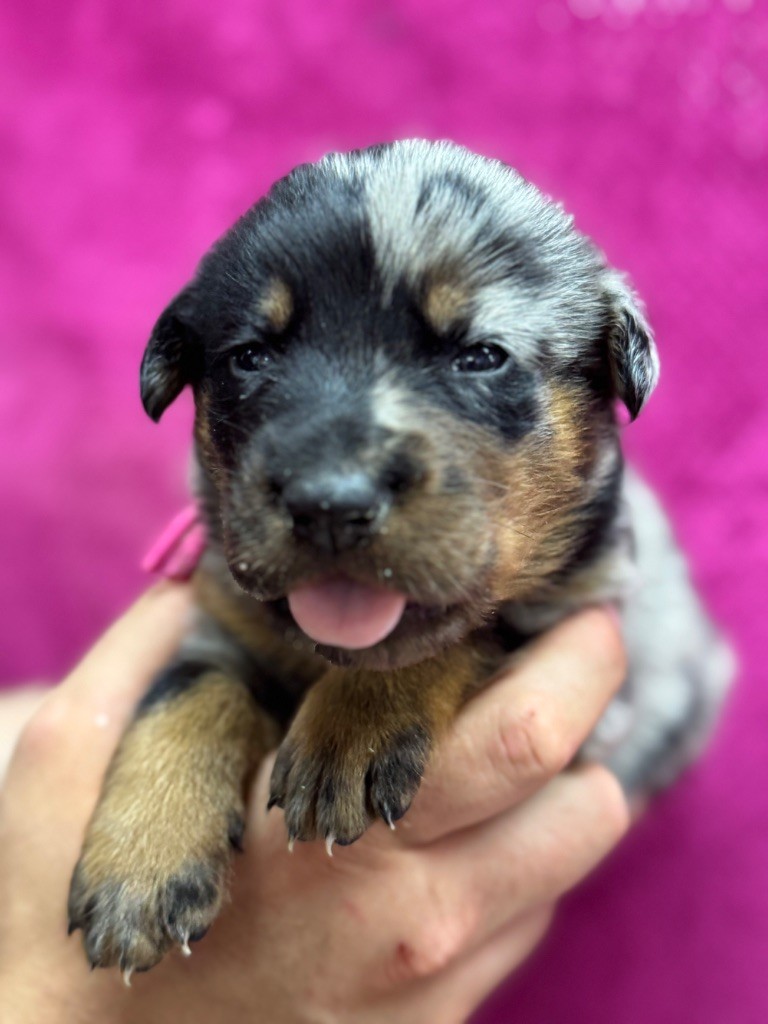 du berceau de bfamily - Chiots disponibles - Berger de Beauce
