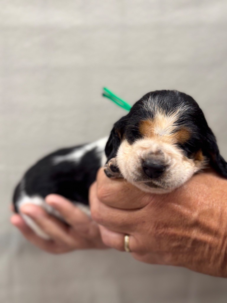 du berceau de bfamily - Chiots disponibles - Basset Hound