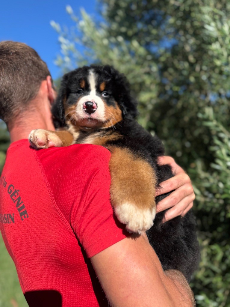 du berceau de bfamily - Chiots disponibles - Bouvier Bernois