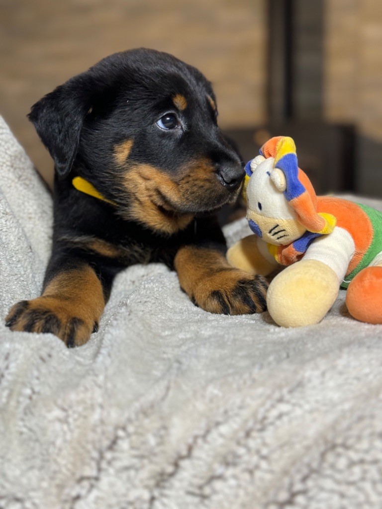 du berceau de bfamily - Berger de Beauce - Portée née le 28/12/2023