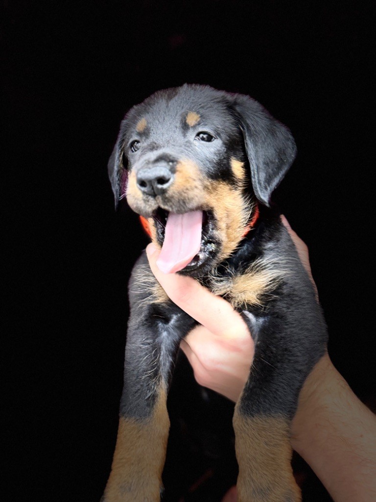 du berceau de bfamily - Berger de Beauce - Portée née le 12/09/2024