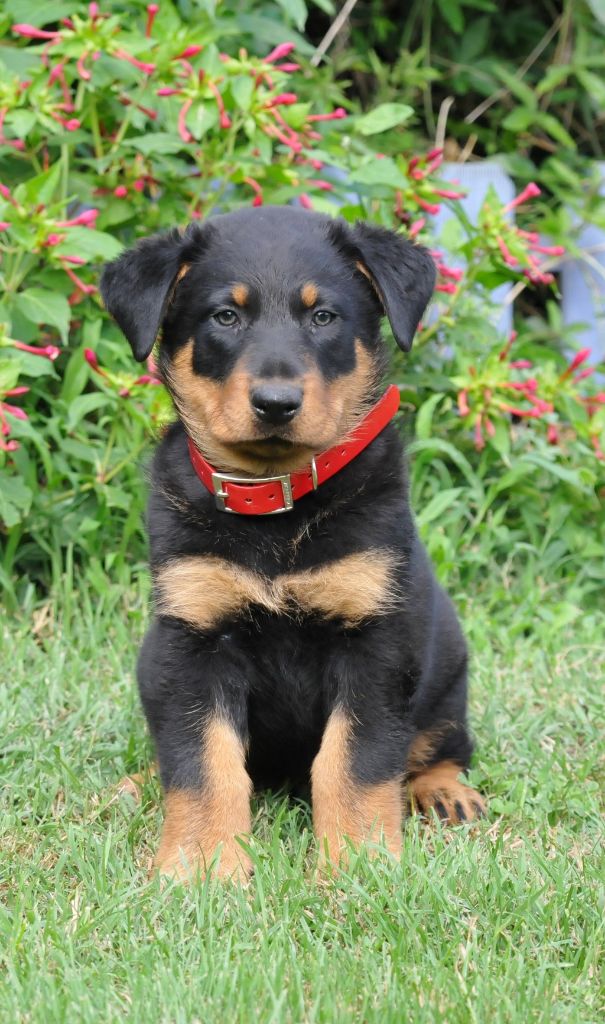 du berceau de bfamily - Berger de Beauce - Portée née le 27/05/2017