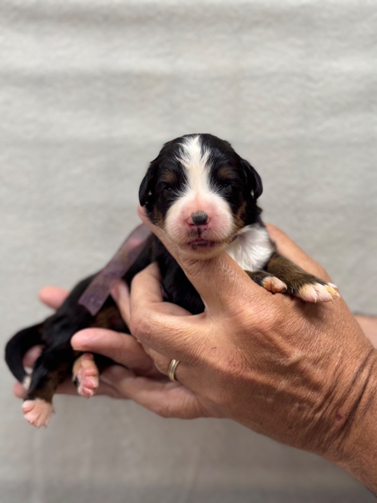 du berceau de bfamily - Chiots disponibles - Bouvier Bernois