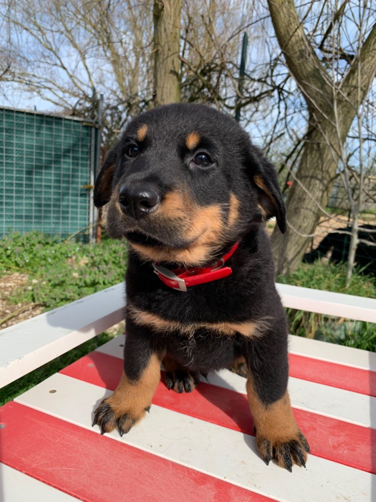 du berceau de bfamily - Berger de Beauce - Portée née le 05/01/2021