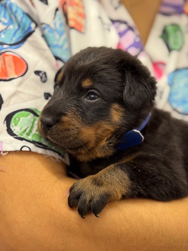 du berceau de bfamily - Chiots disponibles - Berger de Beauce