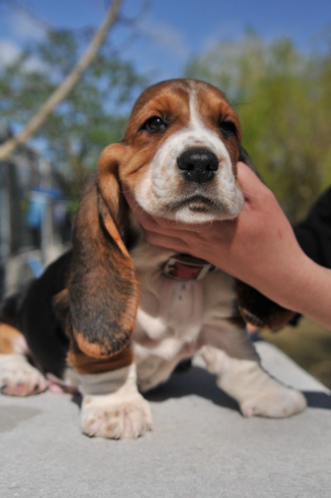 du berceau de bfamily - Basset Hound - Portée née le 23/01/2021
