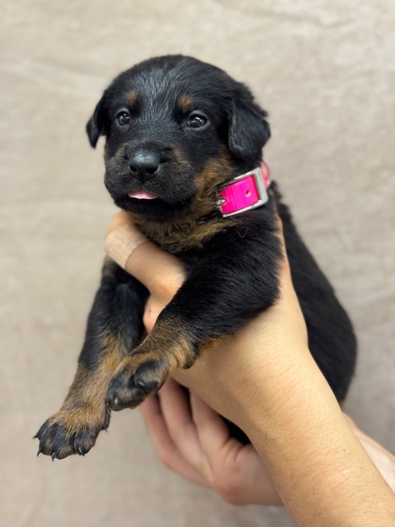 du berceau de bfamily - Chiots disponibles - Berger de Beauce