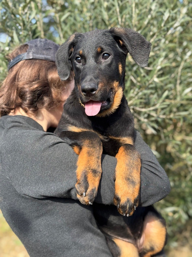 du berceau de bfamily - Chiots disponibles - Berger de Beauce