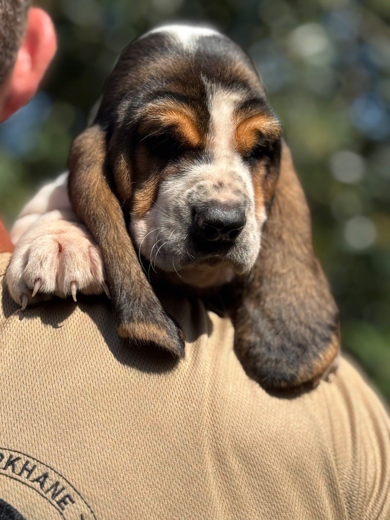 du berceau de bfamily - Chiots disponibles - Basset Hound