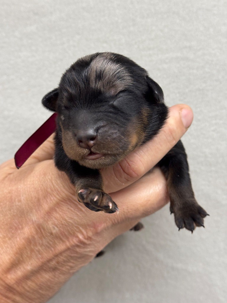 du berceau de bfamily - Chiots disponibles - Berger de Beauce