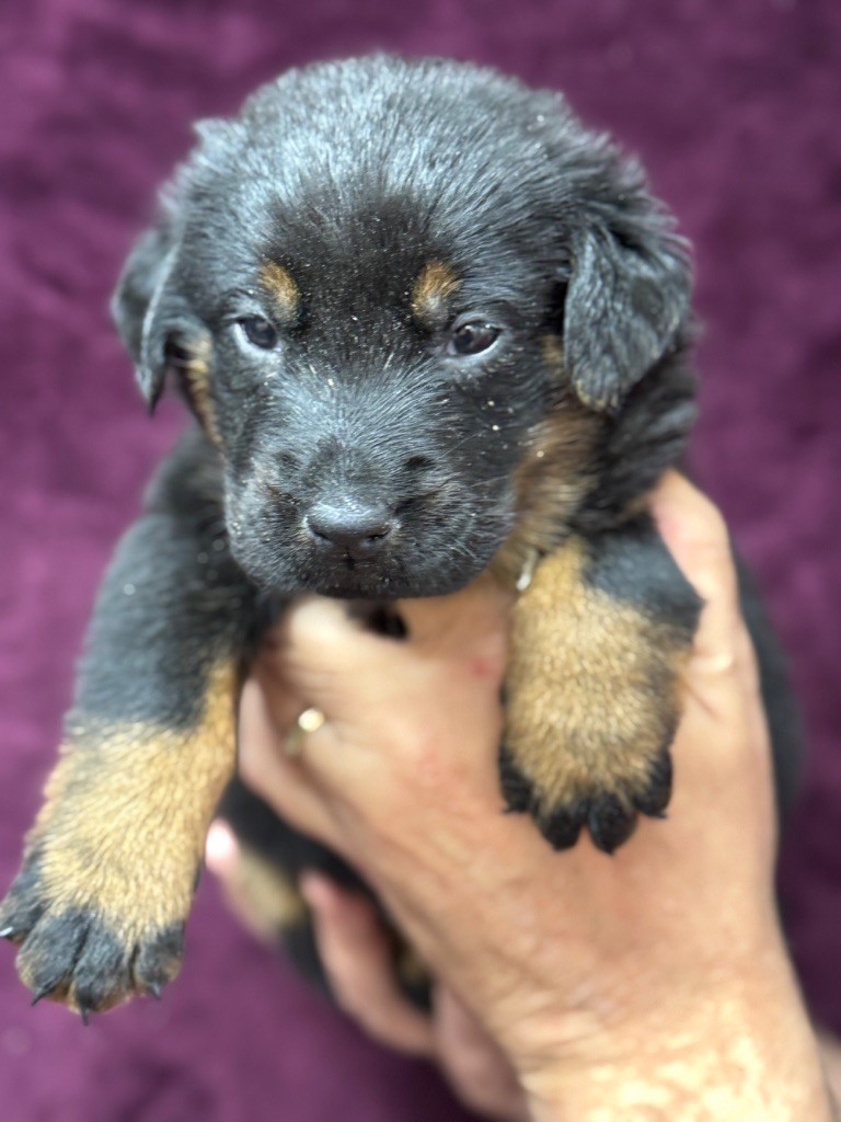 du berceau de bfamily - Berger de Beauce - Portée née le 10/11/2024