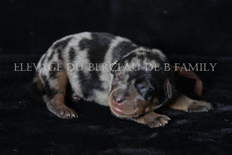 du berceau de bfamily - Berger de Beauce - Portée née le 26/09/2017