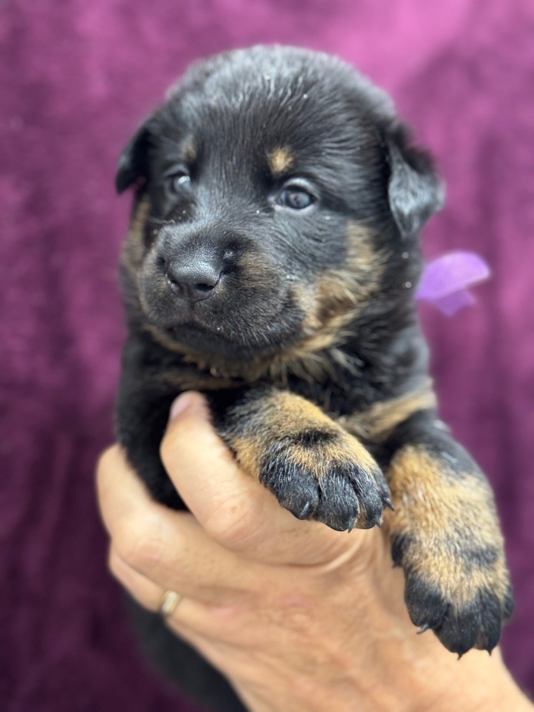 du berceau de bfamily - Chiots disponibles - Berger de Beauce