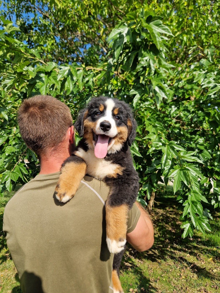 du berceau de bfamily - Chiots disponibles - Bouvier Bernois