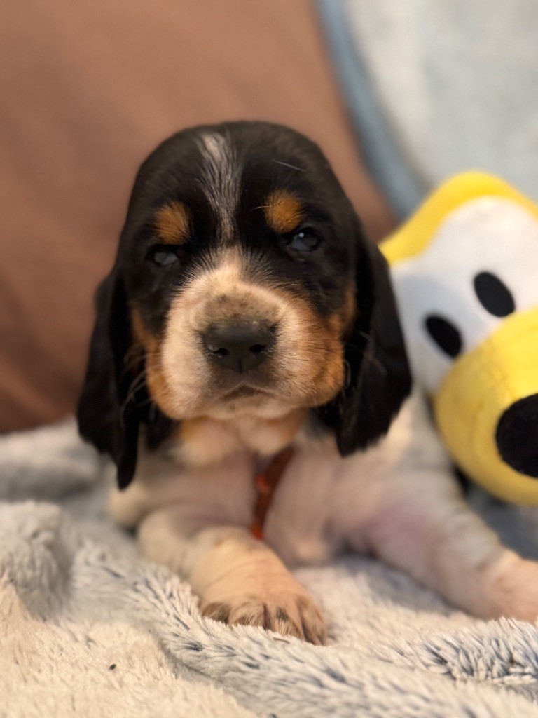 du berceau de bfamily - Chiots disponibles - Basset Hound