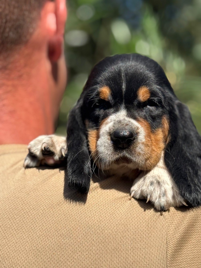 du berceau de bfamily - Chiots disponibles - Basset Hound