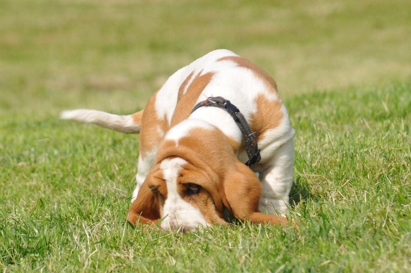 du berceau de bfamily - Basset Hound - Portée née le 20/02/2012