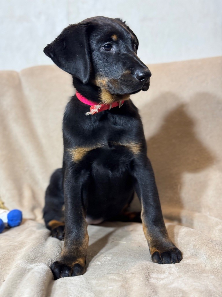 du berceau de bfamily - Chiots disponibles - Berger de Beauce