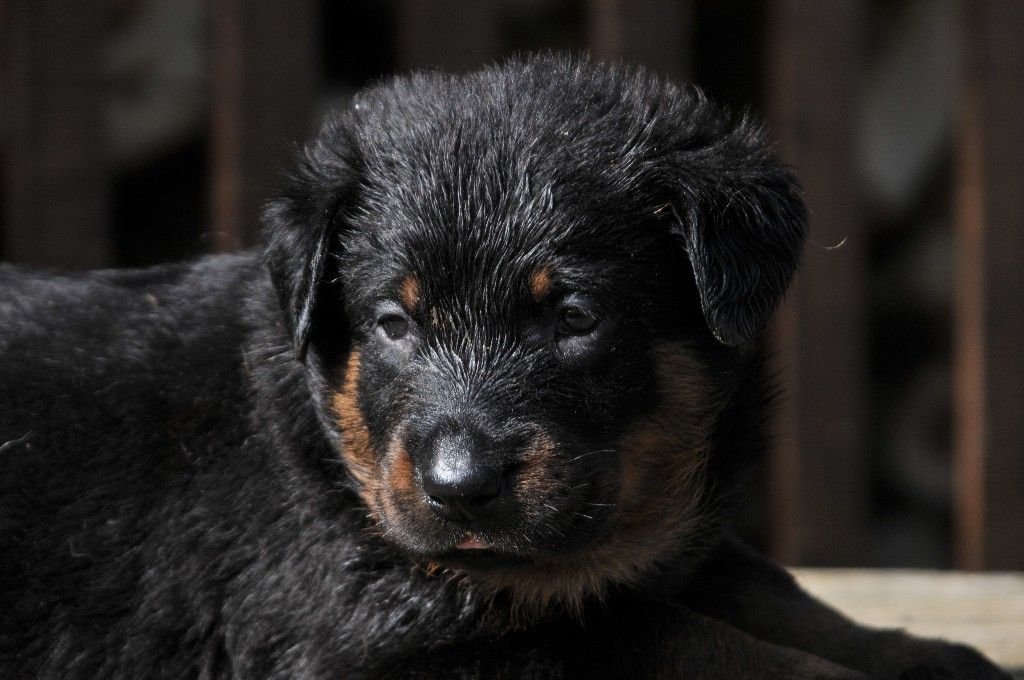 du berceau de bfamily - Berger de Beauce - Portée née le 20/02/2021