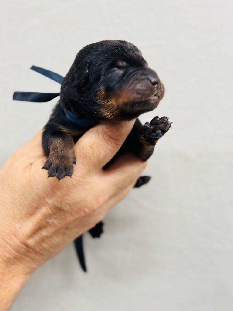 du berceau de bfamily - Chiots disponibles - Berger de Beauce